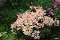 45b780a3-IMG_7075 rododendron.jpg